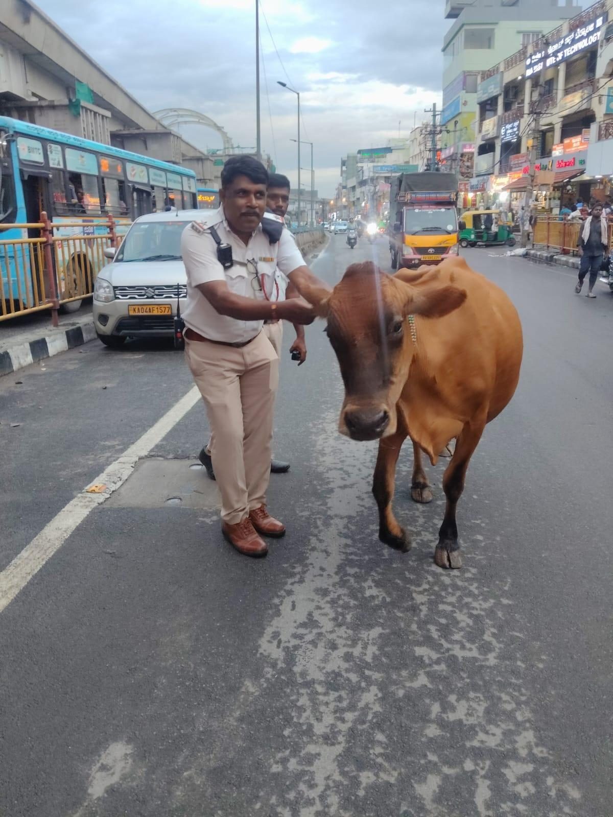 व्यस्त ओ. आर. आर. पर गायों ने यातायात बाधित किया, दूधिया सूप में उतर गया