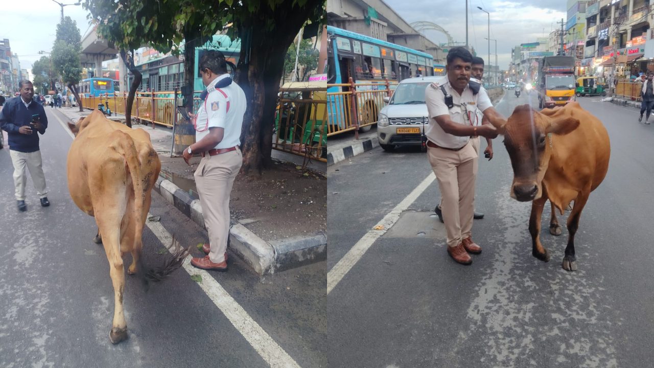 गायों ने बेंगलुरु ओआरआर पर कब्जा कर लिया, यातायात में गड़बड़ी के बाद पुलिस ने बुक किया