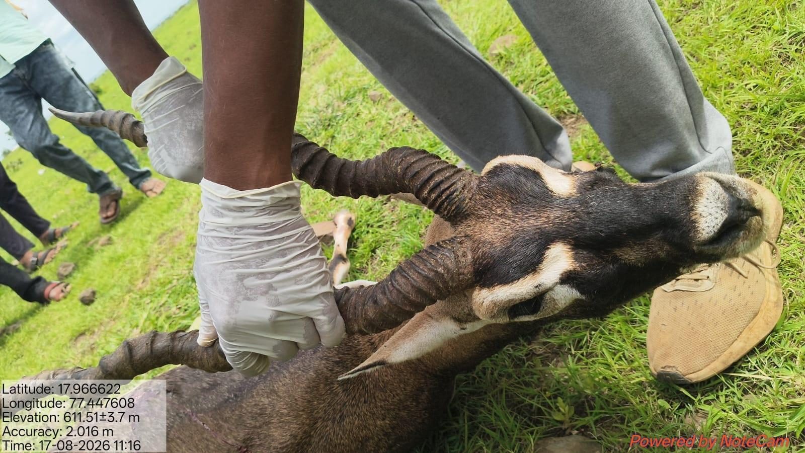 Bidar villagers foil blackbuck hunt, help forest officials nab 6 suspects
