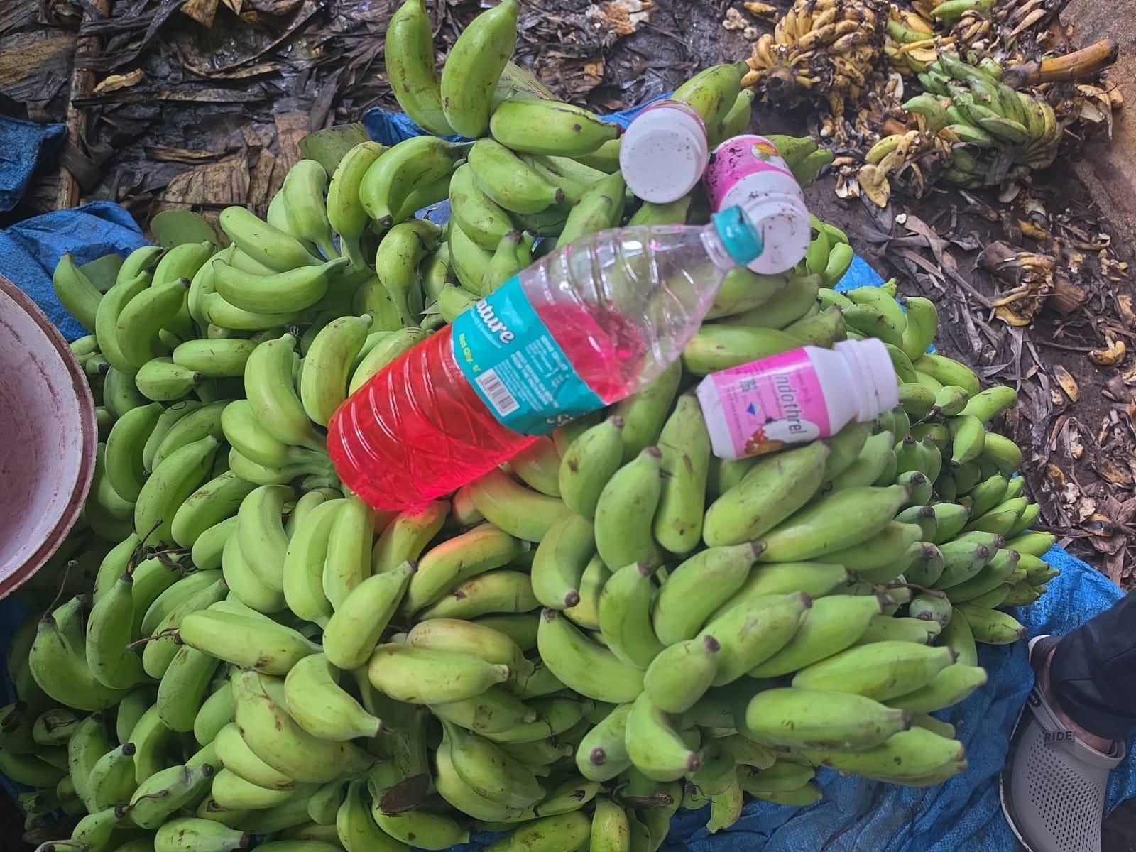 Banana storage shops raided in Alevoor, 5,000kg stock seized