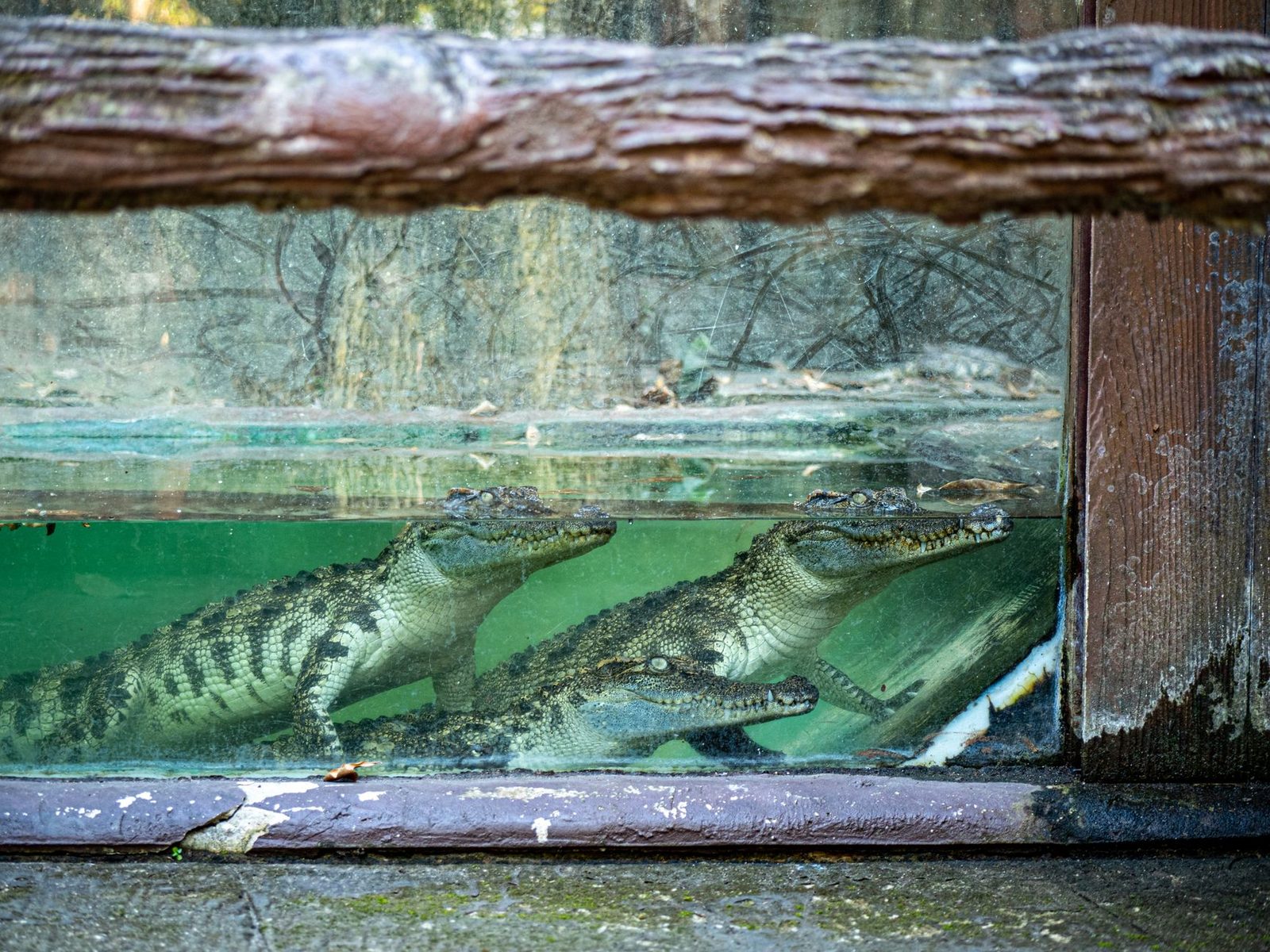 Crocodile drags caretaker into water at Papua New Guinea park, shot dead in rescue