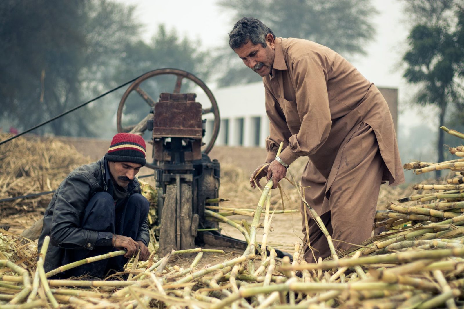 फडणवीस की अध्यक्षता में बैठक: महाराष्ट्र में 15 अक्टूबर से शुरू होगा गन्ना पेराई सीजन