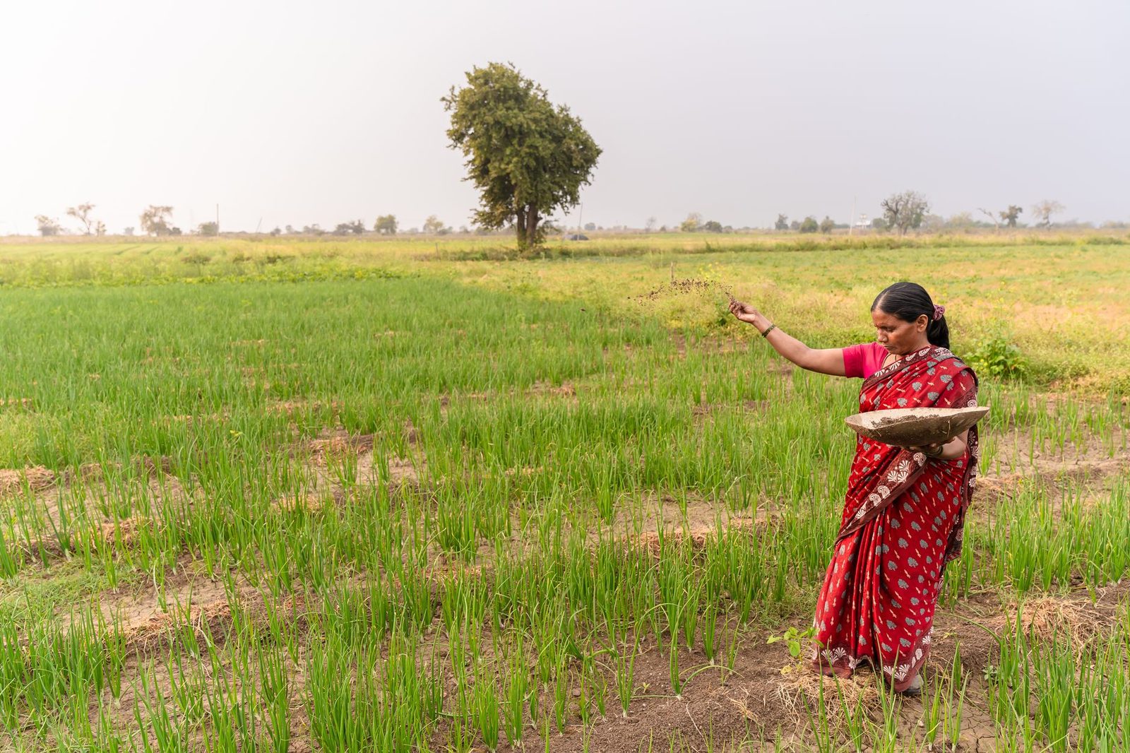 धान पिकावर खोडकिडी, करपा रोगाचे संकट; मुनगंटीवार यांची मुख्यमंत्र्यांकडे मदतीची मागणी