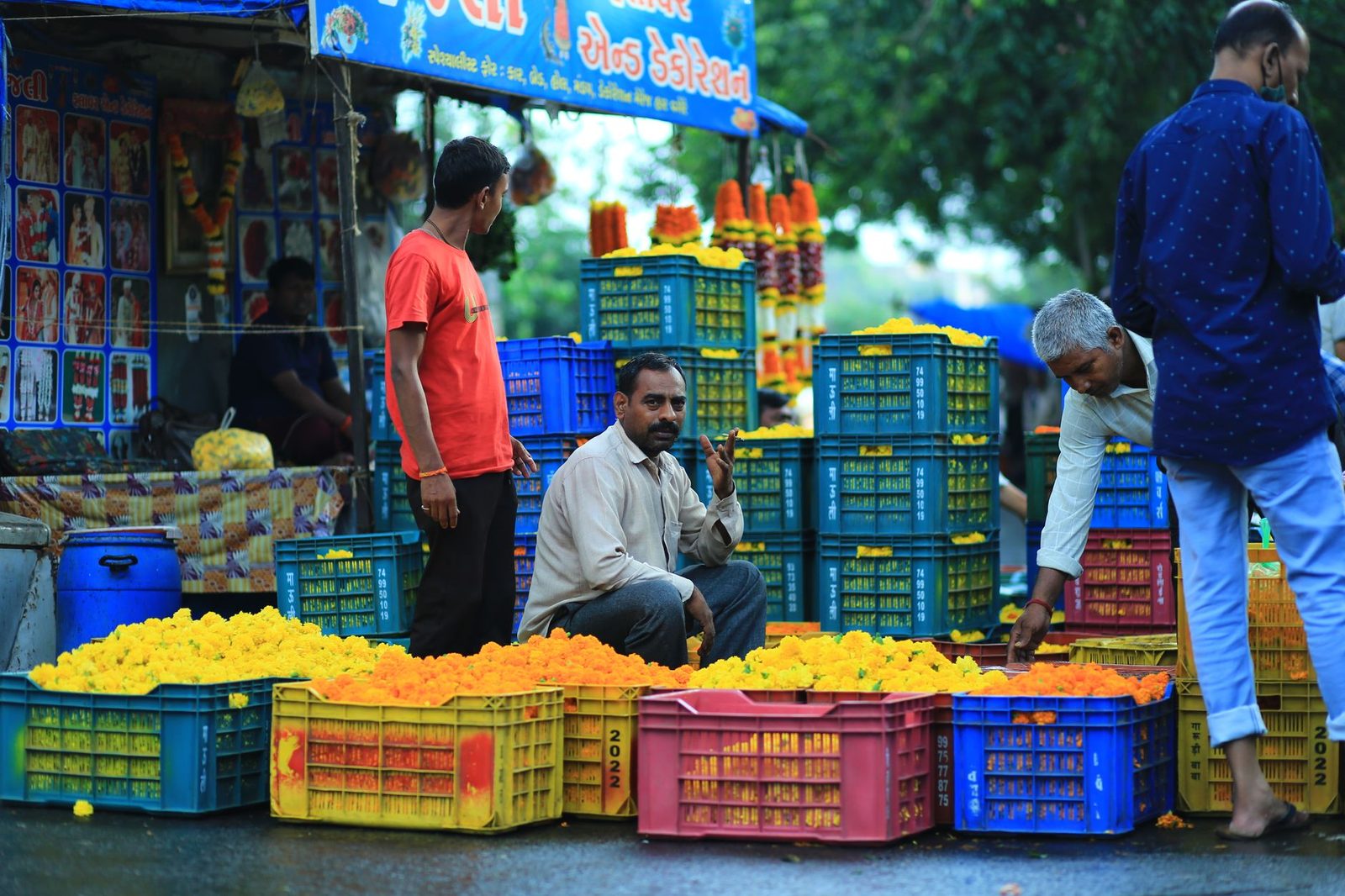 Marigold prices crash ahead of Ganeshotsav, leaving farmers in distress