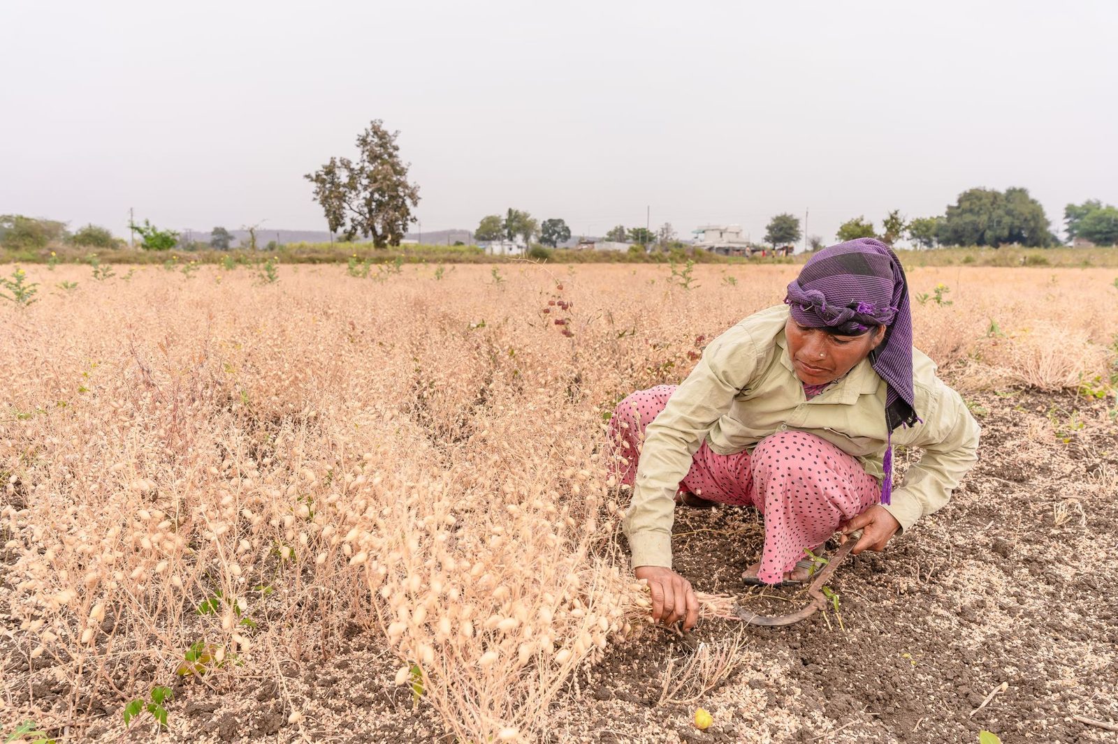 Drought-like conditions in 18 Maharashtra districts, cabinet decision expected Tuesday