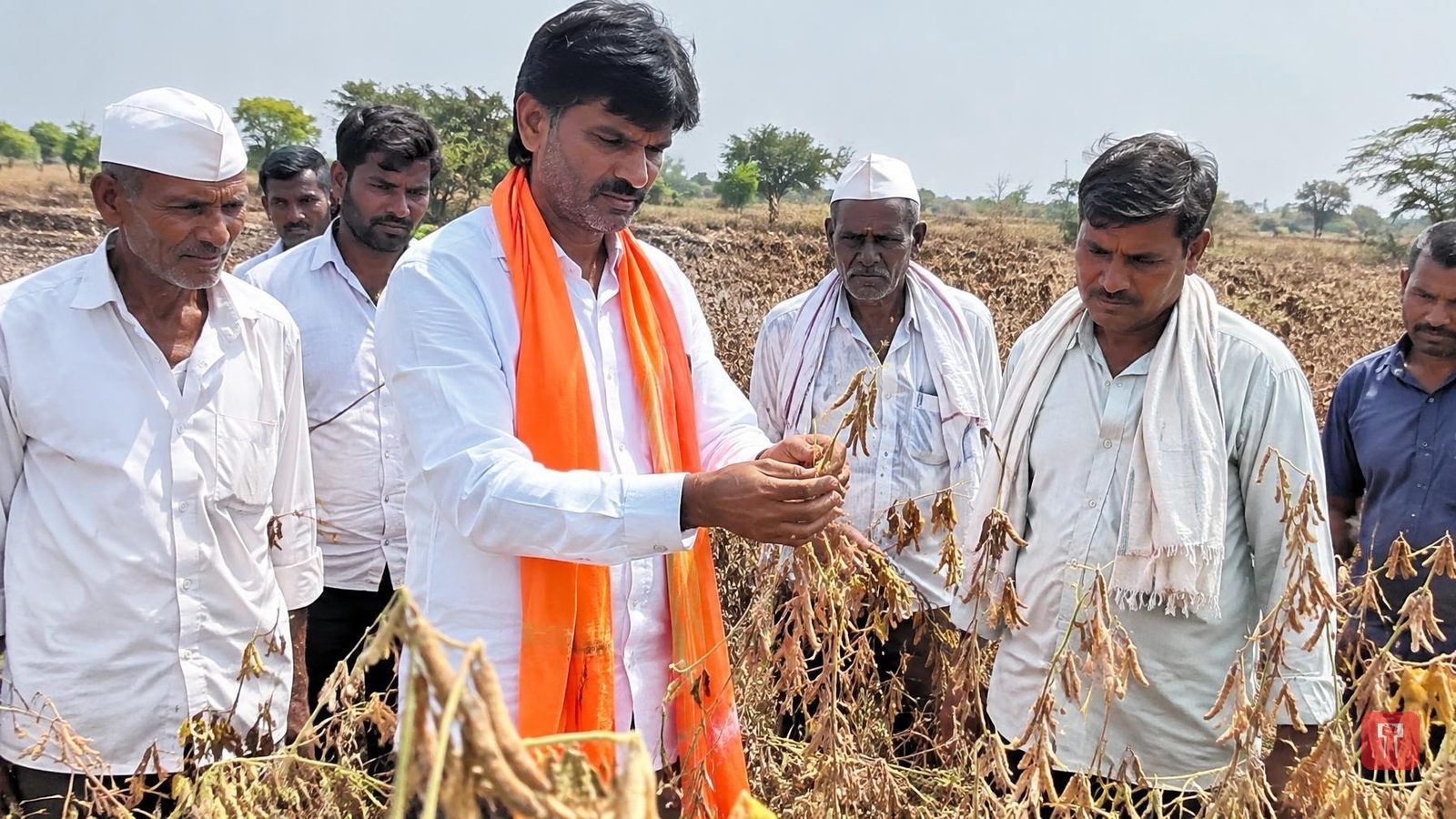 Beed farmers slam government as lack of rain dries up soyabean crop