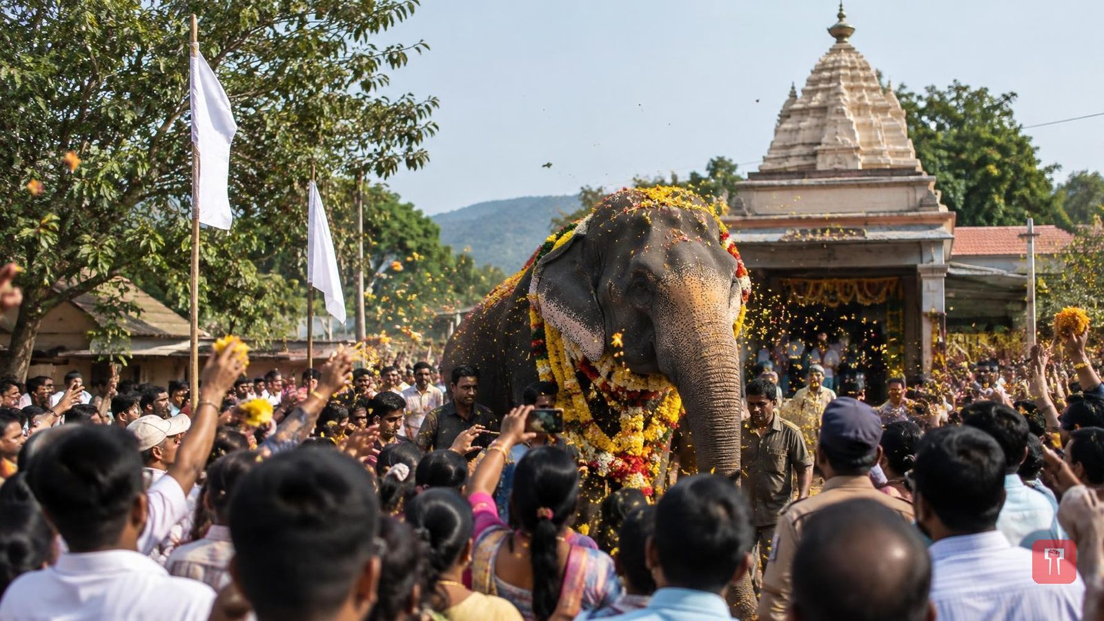 13 महिन्यांनी माधुरी हत्तीण नांदणी मठात परतली, हजारो लोकांनी फुलांची उधळण करत केले भव्य स्वागत