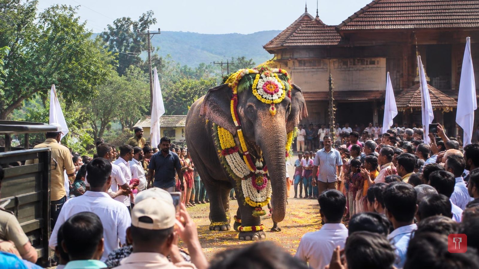 13 महीने बाद माधुरी हथिनी वंतारा से लौटी, कोल्हापुर के नांदणी मठ में जोरदार स्वागत