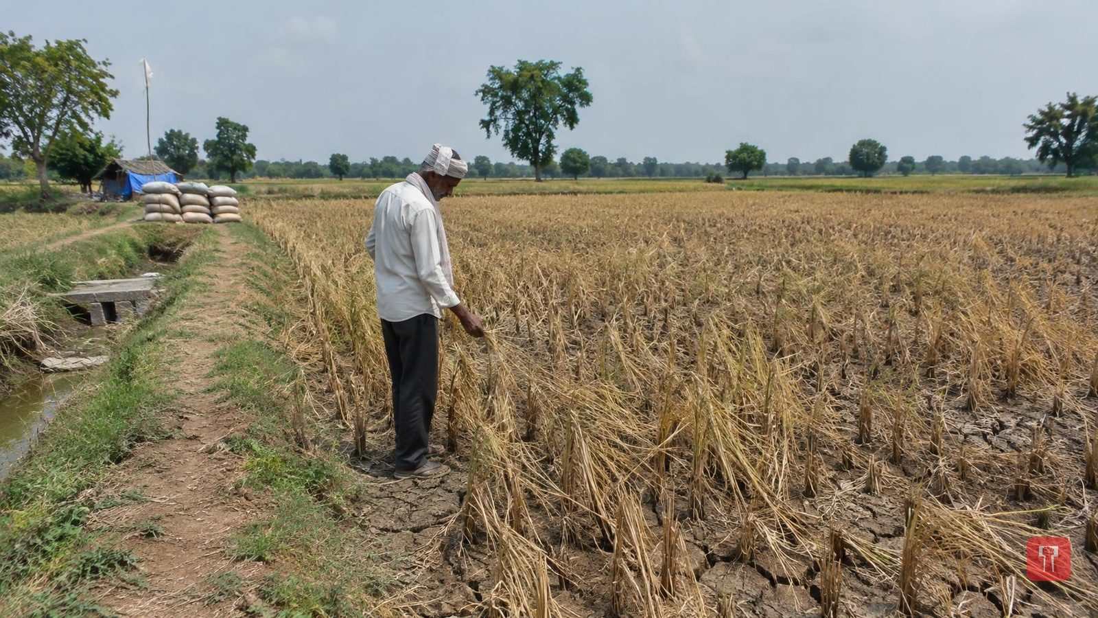 भंडारा में 21 साल में 781 किसानों की आत्महत्या, सिर्फ 305 परिवारों को मिली मदद