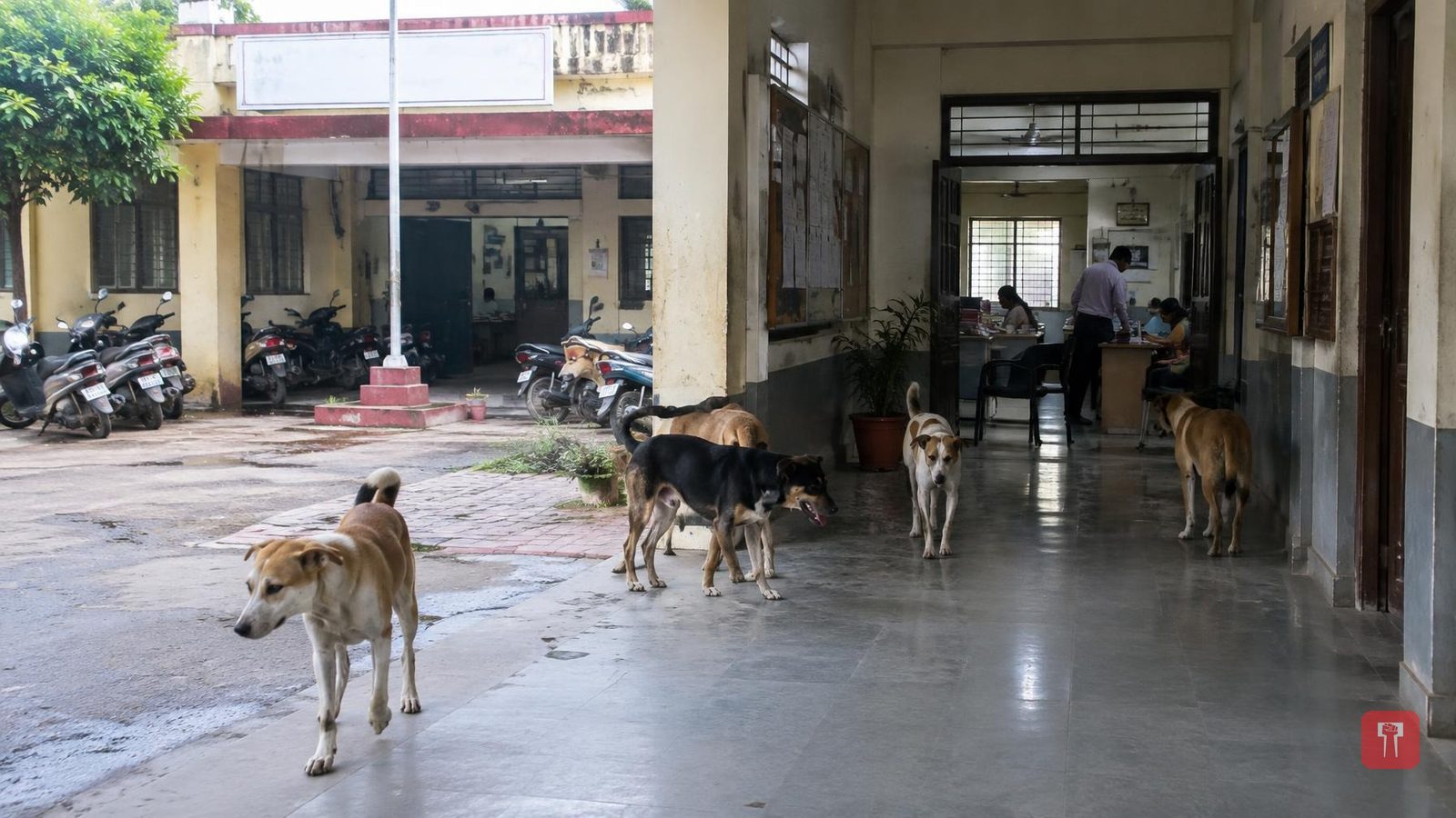 निफाड नगरपंचायत दफ्तर में विरोध स्वरूप कार्यकर्ताओं ने छोड़े आवारा कुत्ते, वीडियो वायरल